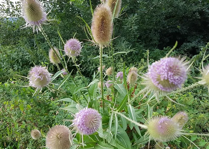 Pilgrims Franz Großzügige Sauerland Apartment