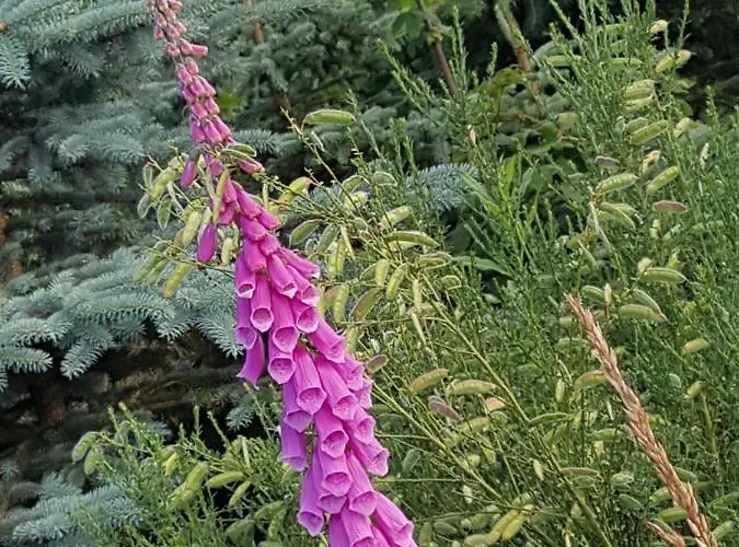 Pilgrims Franz Großzügige Sauerland
