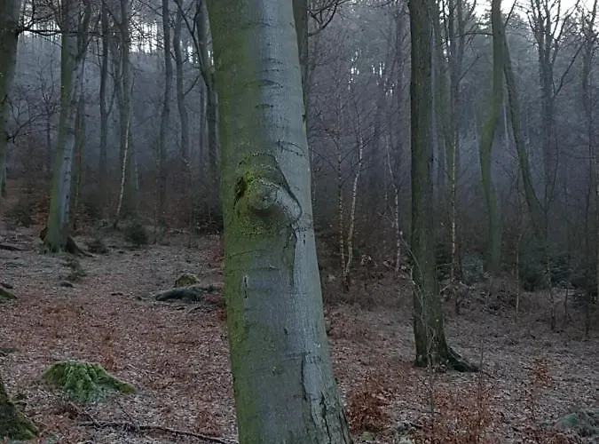 Pilgrims Franz Großzügige Sauerland Meschede