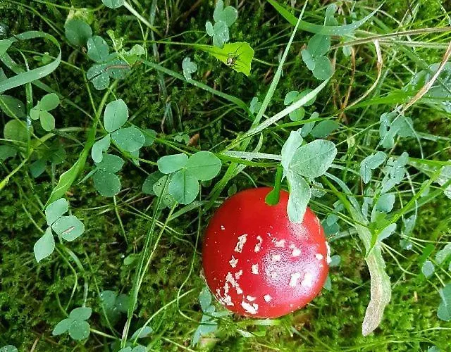 Pilgrims Franz Großzügige Sauerland Apartment